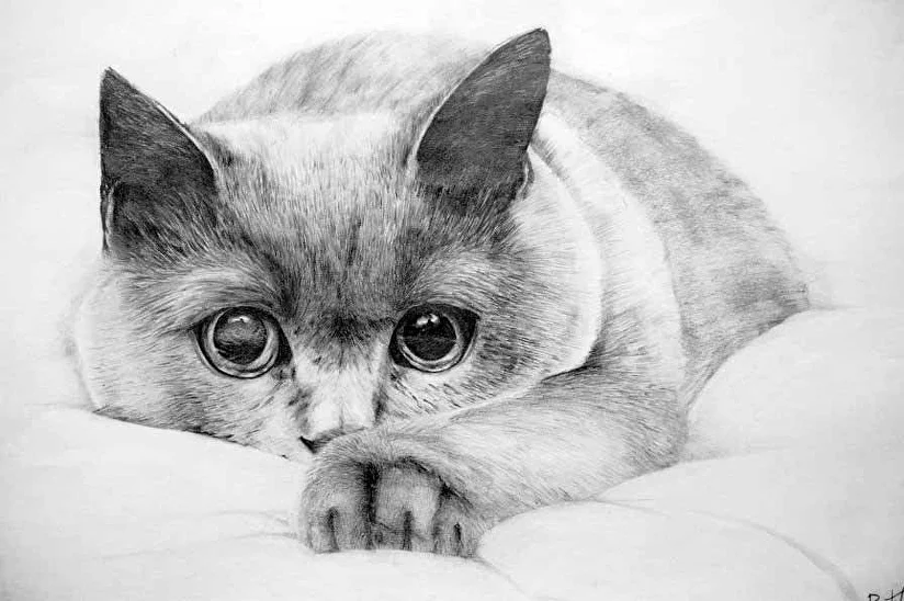 Рисованного кота - картинки и фото hb-crm.ru
