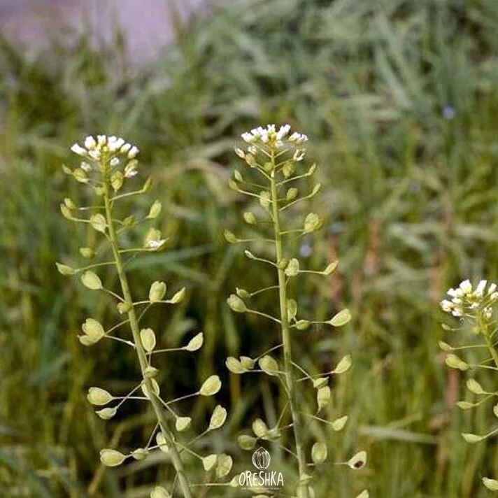 Field Pennycress (Thlaspi arvense) 100 PCS / 1000 PCS Wildcrafted Herb Seeds