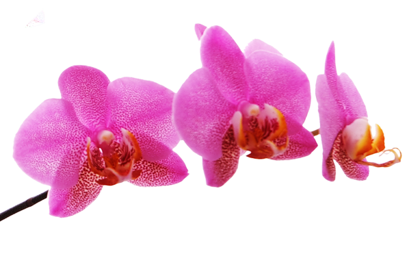 Цены в салоне красоты «Орхидея» на Тимирязевской, Бутырской