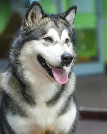 ХЕННЕССИ