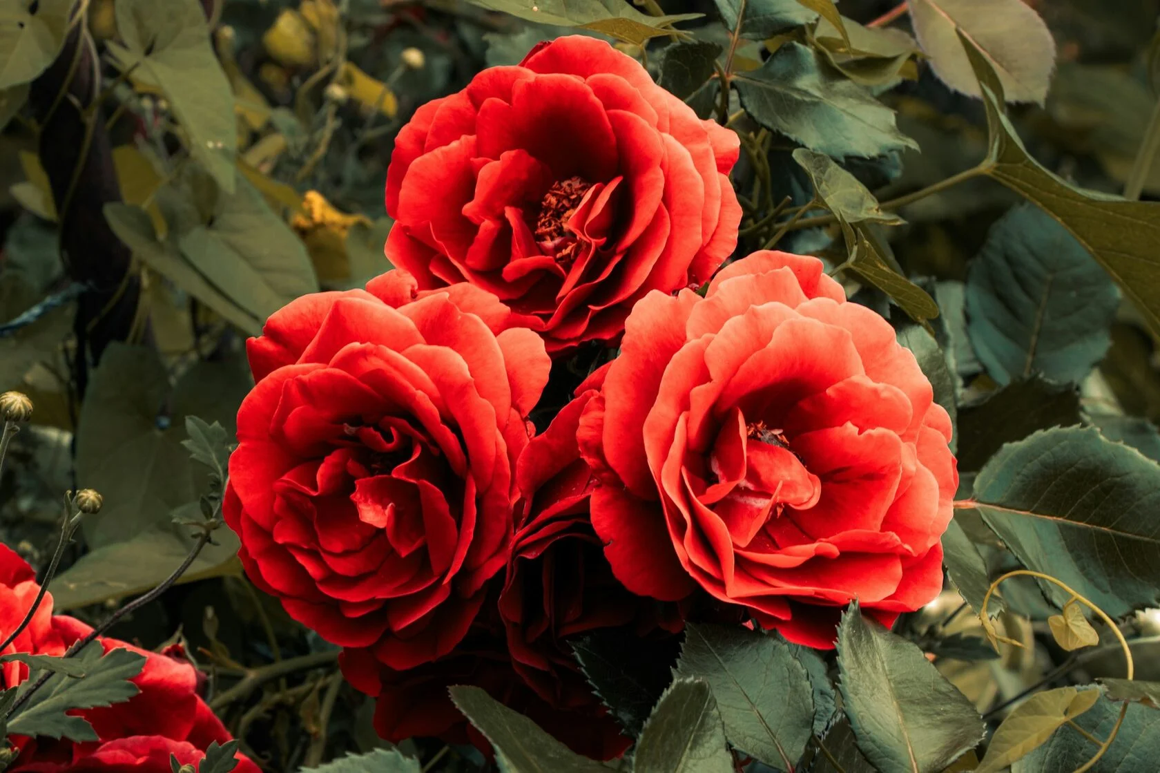 Терракотовая роза 3