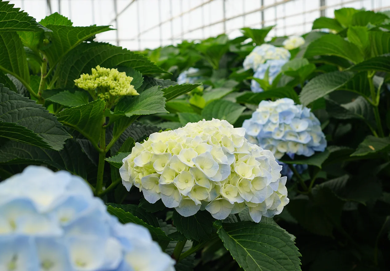 Hydrangeas grown for cutting