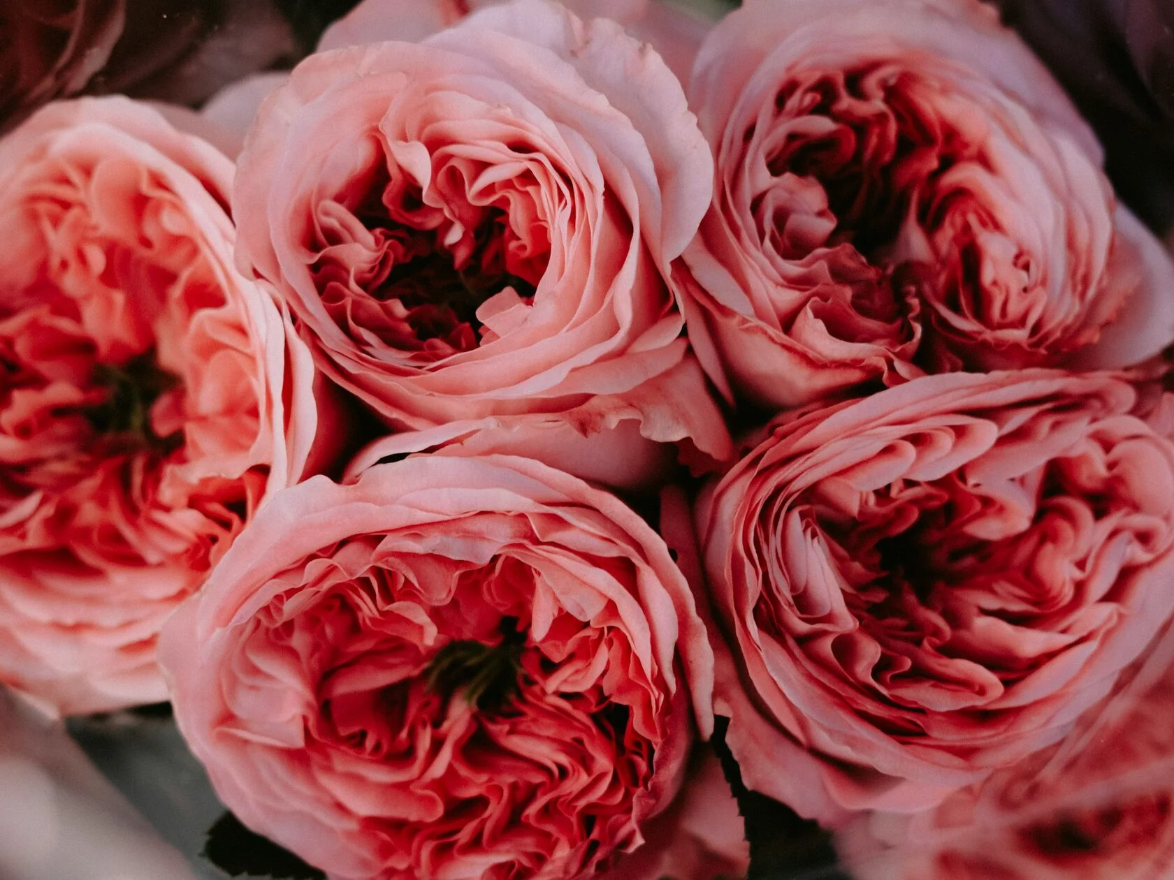 Ярко-розовая роза 3