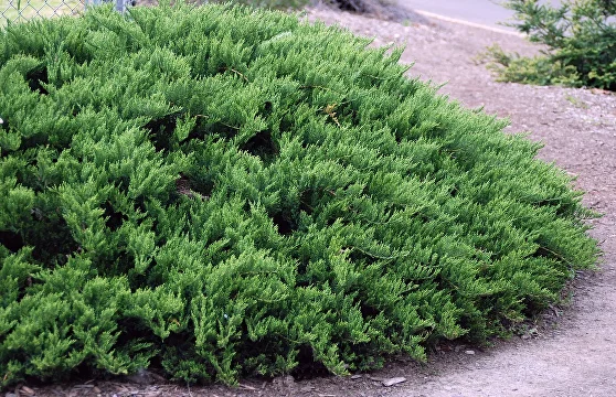 Можжевельник