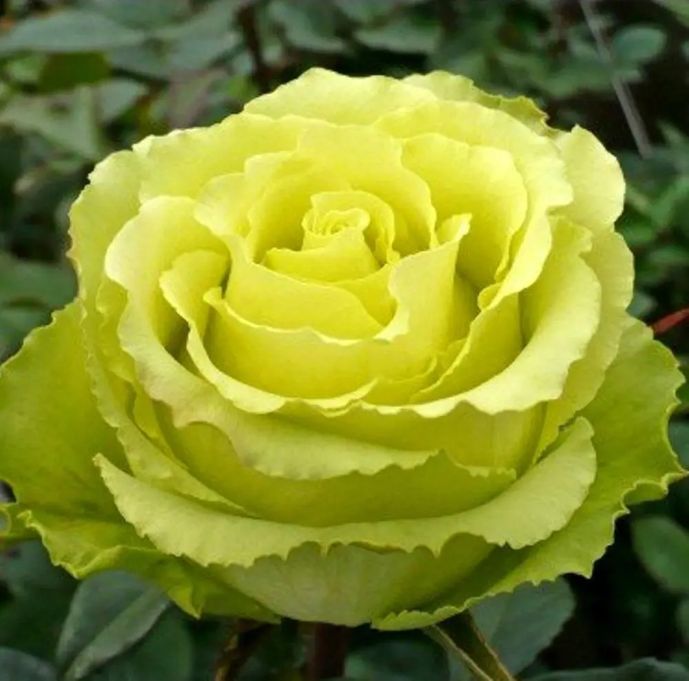 Зелёная роза 1