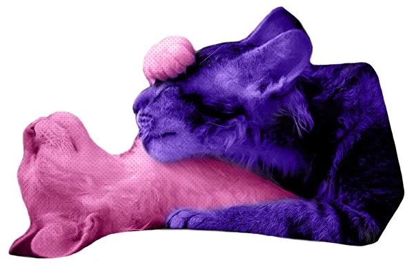 Мен лесбиянка досыма ғашық болдым