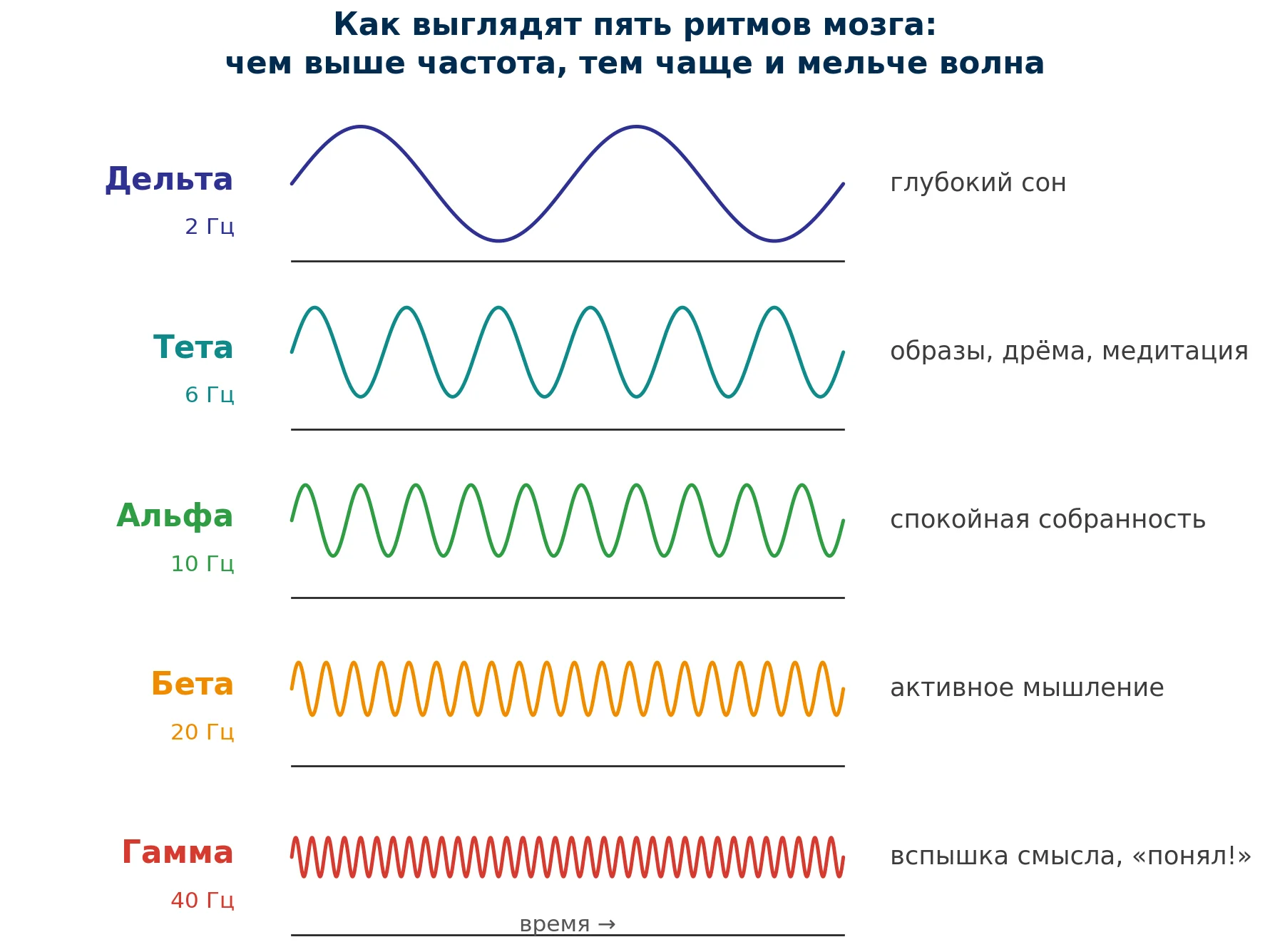 Как выглядят пять ритмов мозга