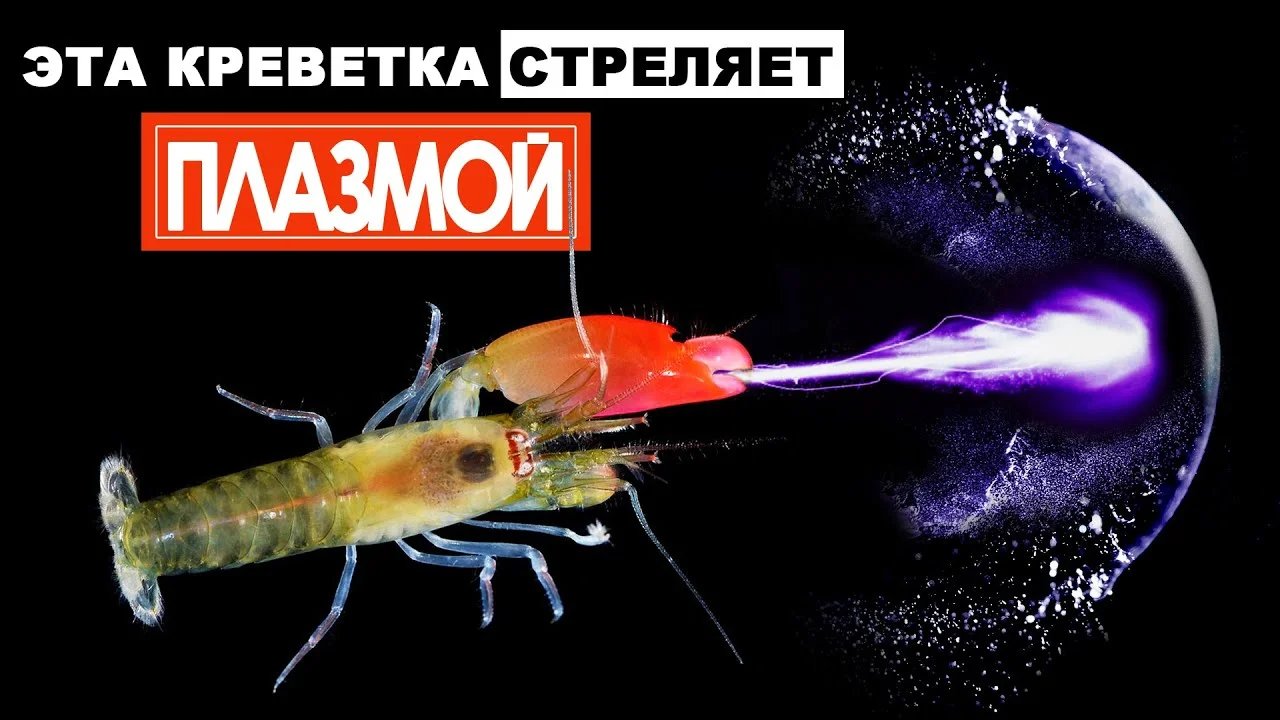Пистолетная креветка