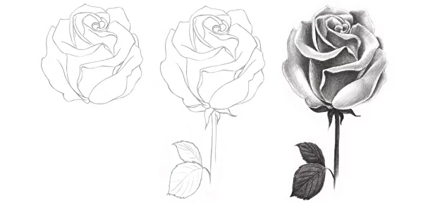 Rose sketch | Art drawings, Rose sketch, Sketches