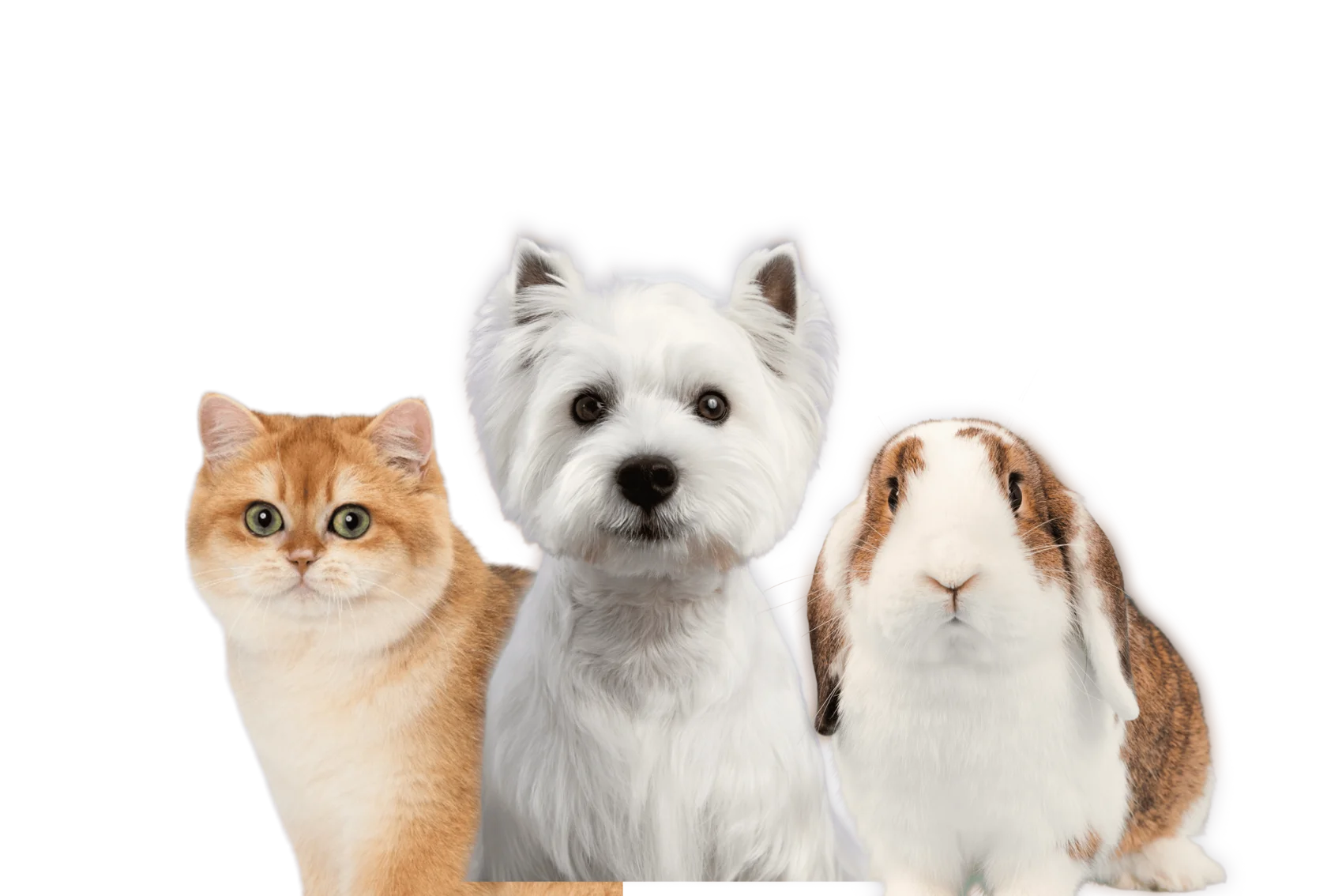 photo.png.webp