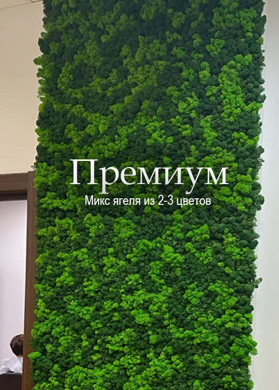 Фитостена из мха ягель, фактура поверхности — Mossify
