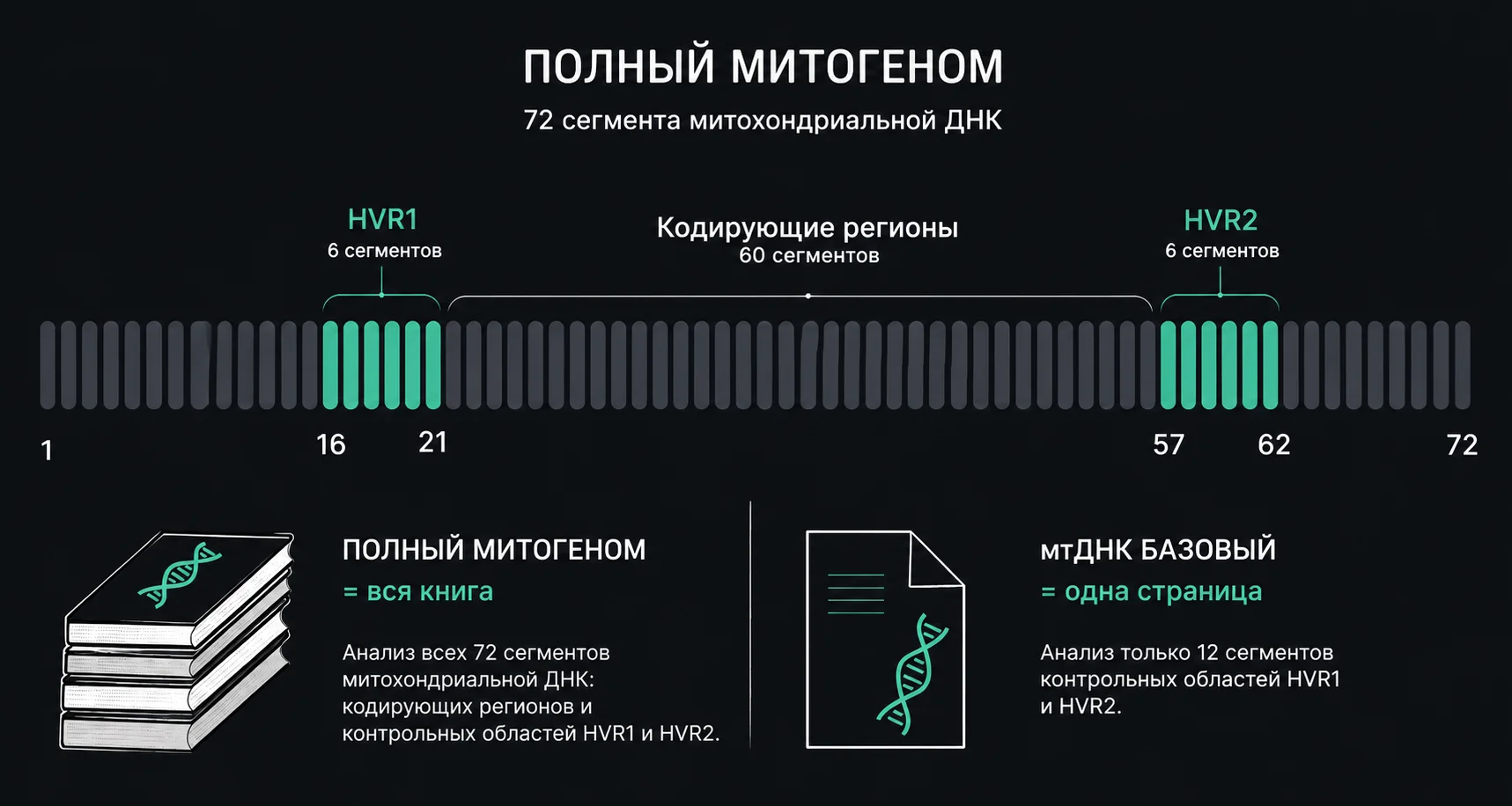 Сравнение полного митогенома и мтДНК Базовый