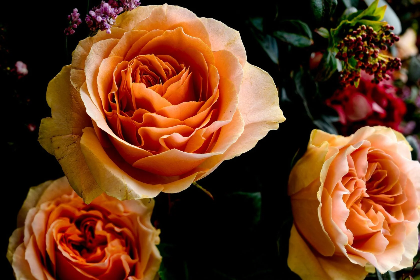 Оранжевая роза 1