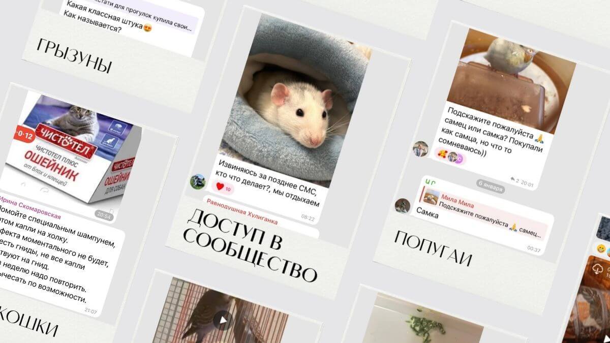 Сообщество владельцев питомцев - скриншоты обсуждений по уходу за животными