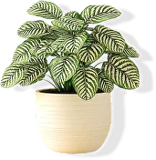 Горшки Кашипо JET