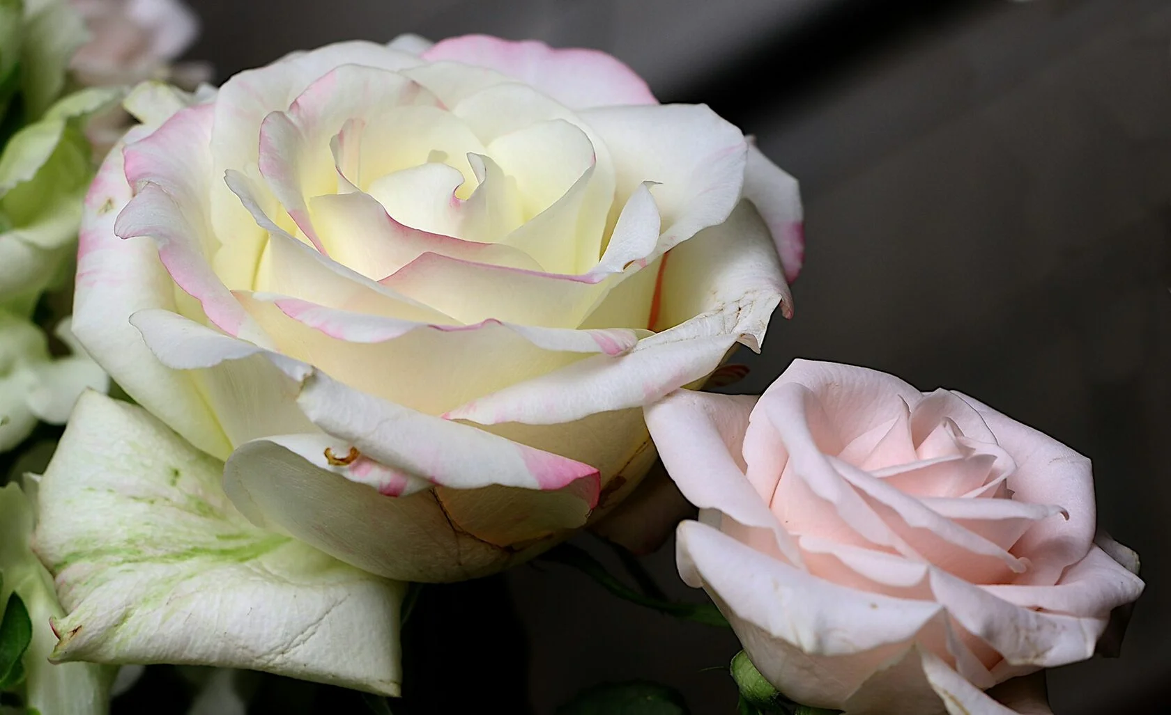 Белая роза 3