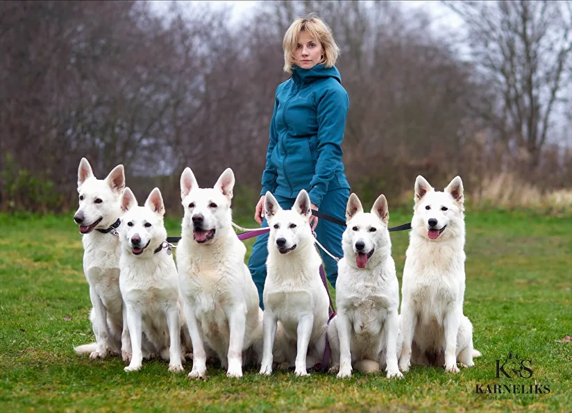 White swiss shepherd kennel shop