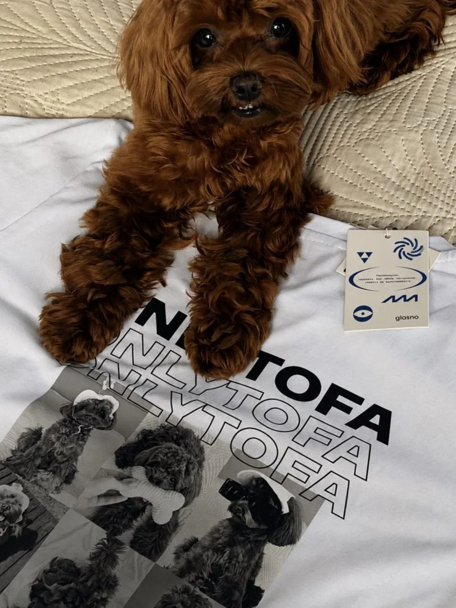 Той-пудель лежит на футболке ONLYTOFA