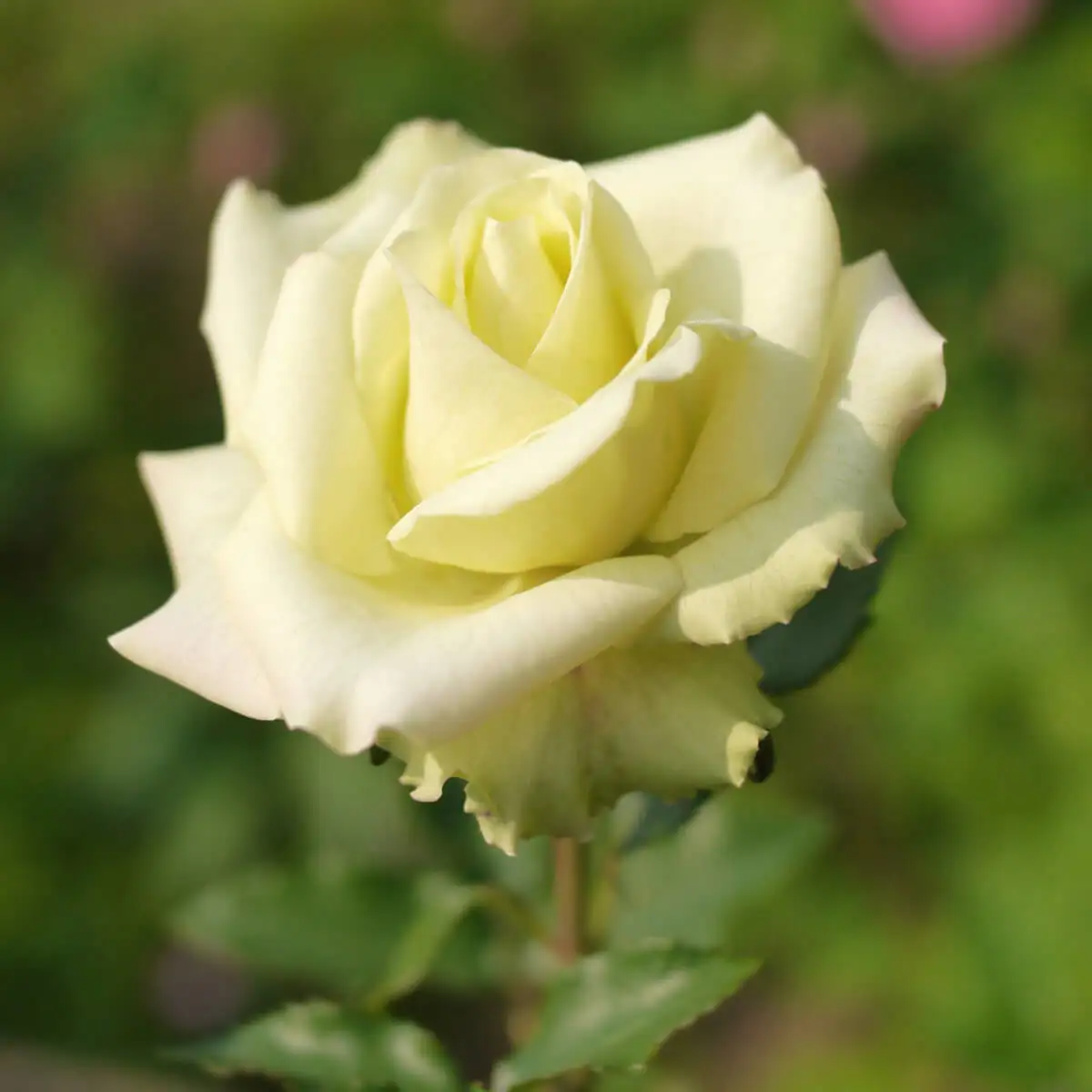 Зелёная роза 3