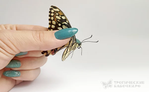 Бабочка как живая | Пикабу