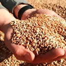 ФСС на зерно и продукты переработки