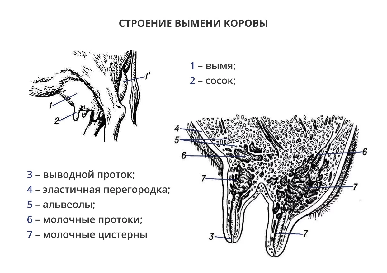 Геморрой у женщин