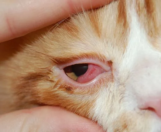 У кошки слезятся глаза, что делать