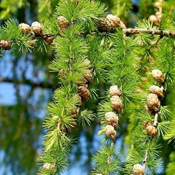 Лиственница