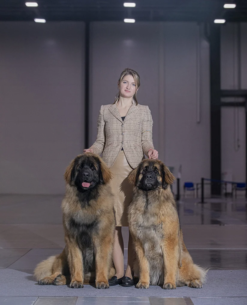 Leonberger next hot sale to human