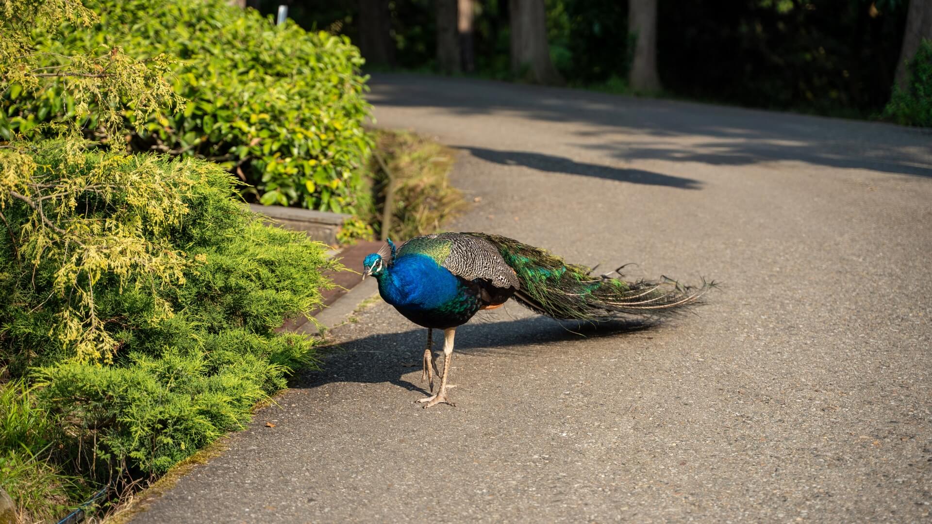 Дендрарий Сочи