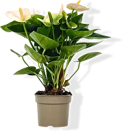 Антуриум Розовый — нежный, но стойкий, цветёт полгода