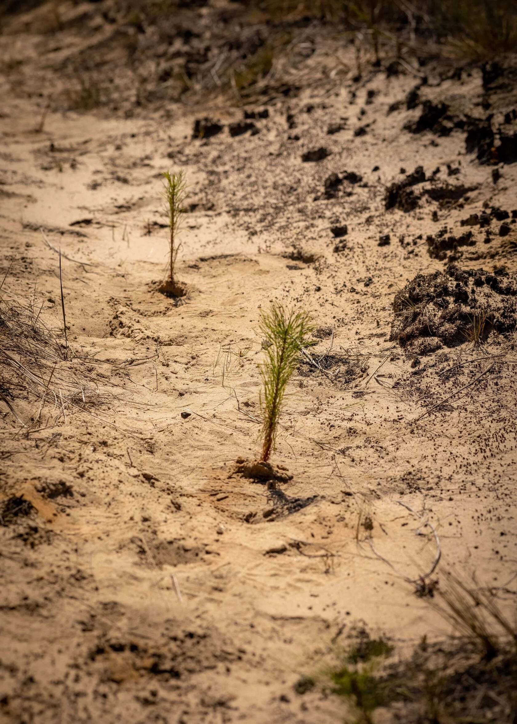 Засушливый ландшафт — последствия деградации земель