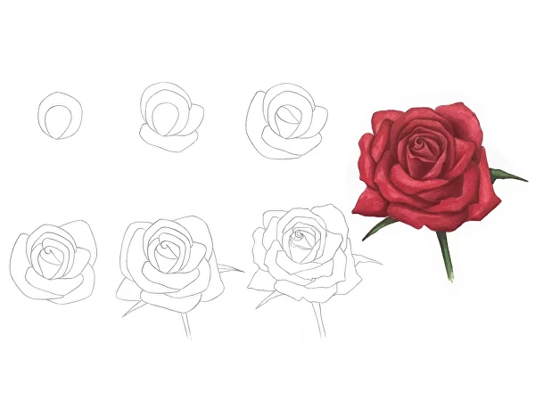 How To Draw A Rose With Pencil Step