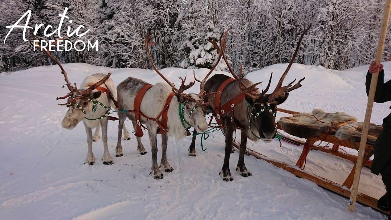 Где живут саамы и чем они занимаются