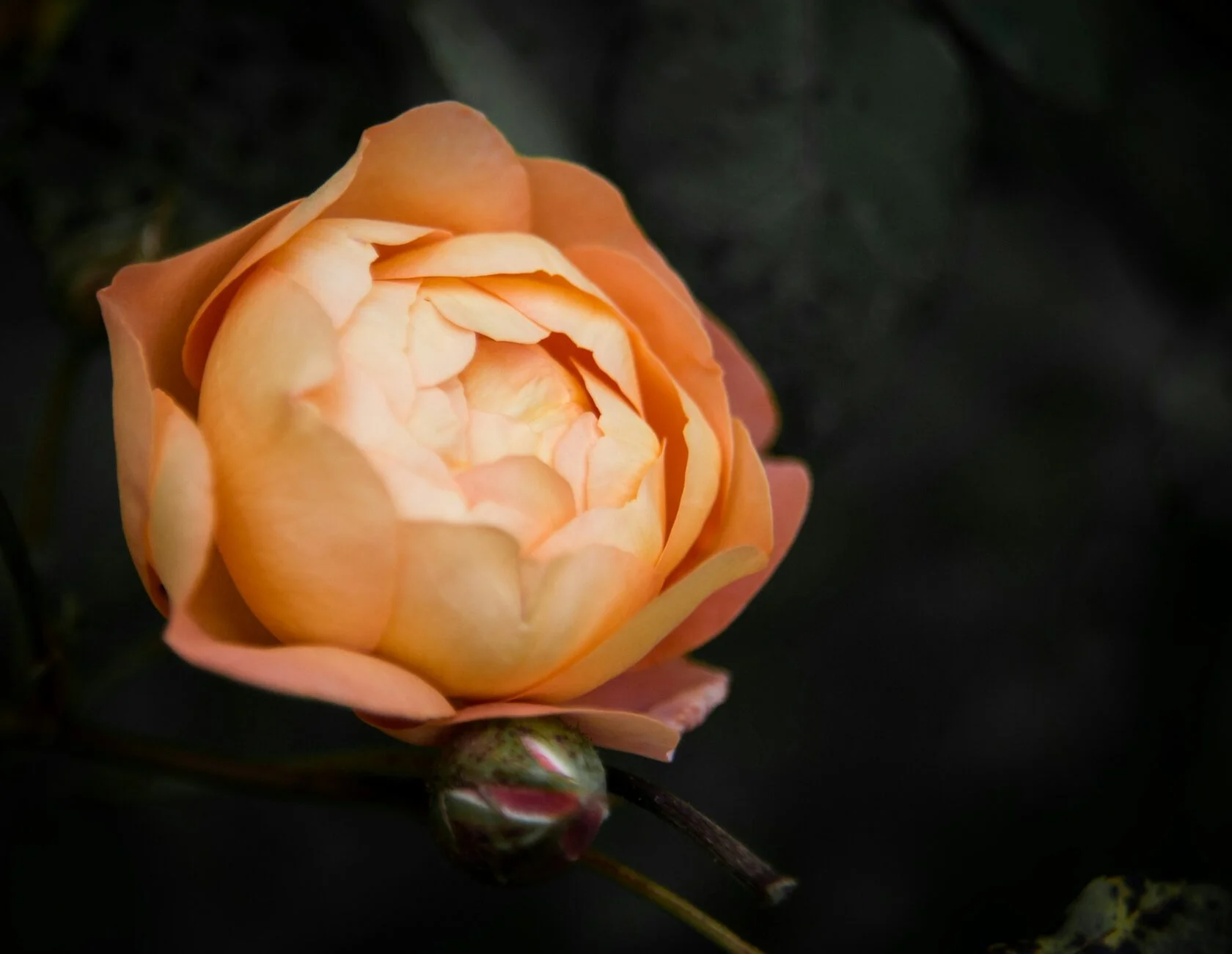 Персиковая роза 2