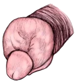 Мен сенің шәугіңді сорып, шәуетіңді жұтып аламын.