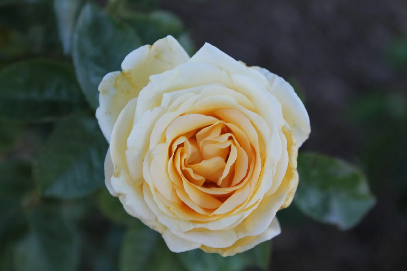 Белая роза 2