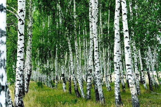 Береза