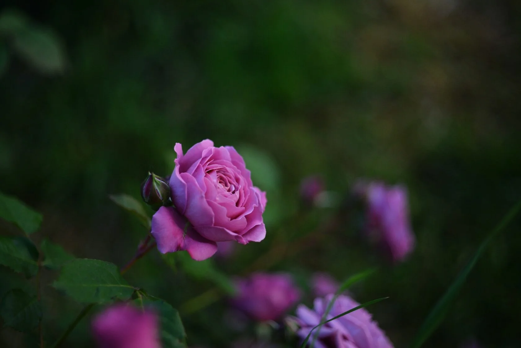 Лавандовая роза 3