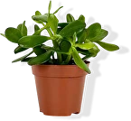 Крассула Овата Денежное дерево