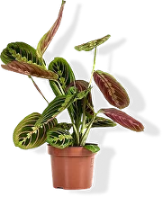 Маранта — молитвенное дерево, листья поднимаются ночью