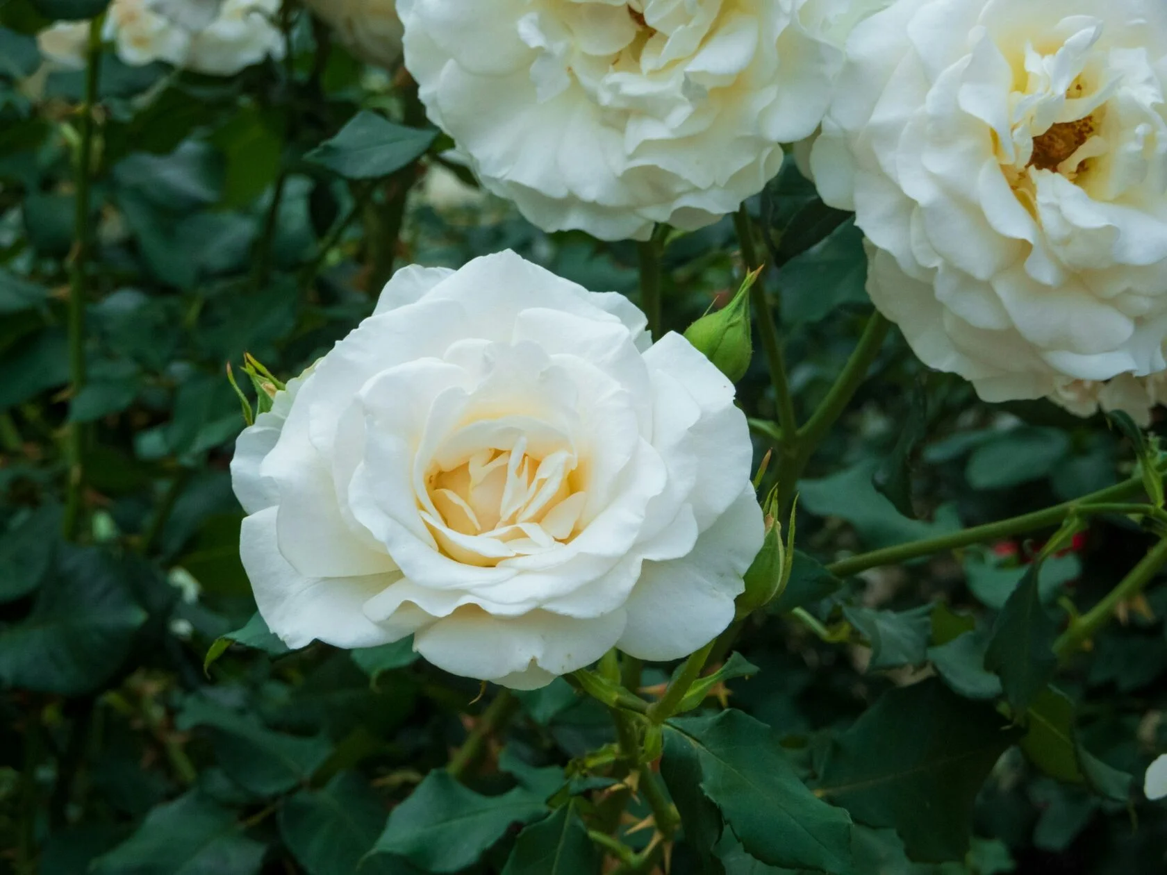 Кремовая роза 1