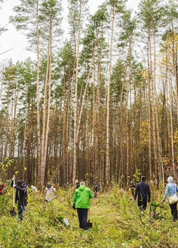Лесной участок — обследование территории перед лесовосстановлением