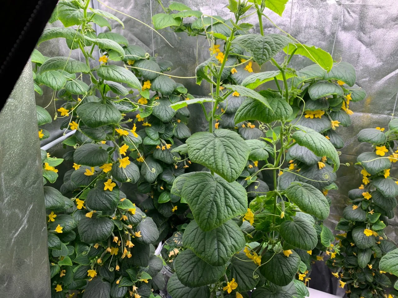 Растения в гроубоксе