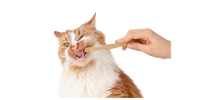 Сайт стоматологической клиники