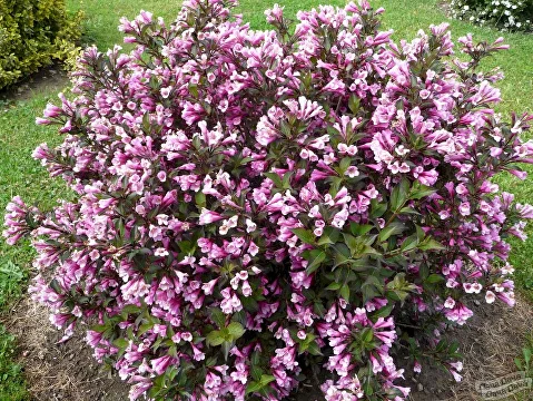 Вейгела