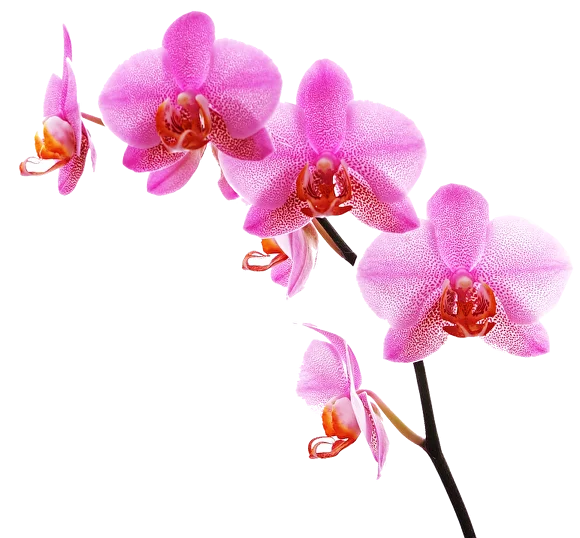 Цены в салоне красоты «Орхидея» на Тимирязевской, Бутырской