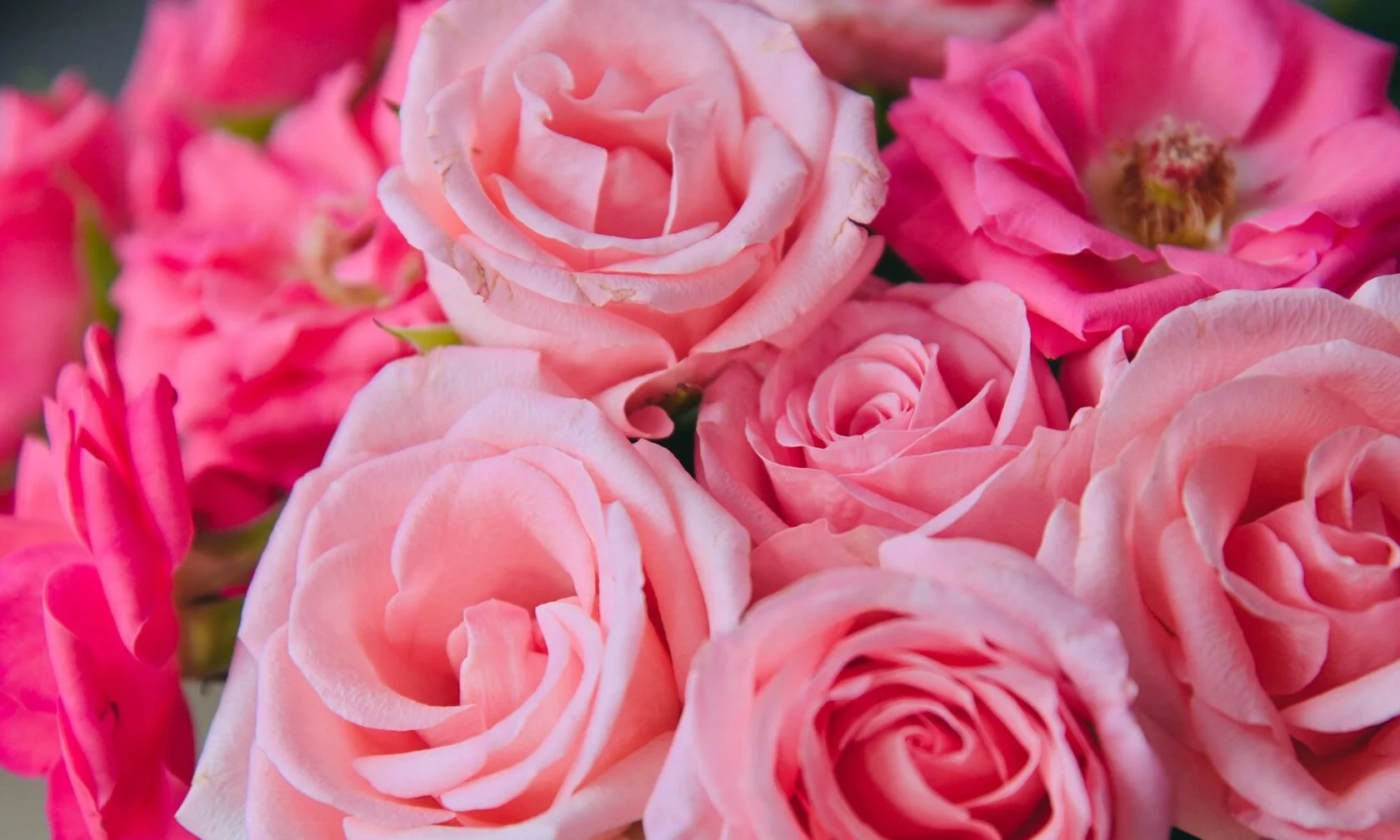 Ярко-розовая роза 2