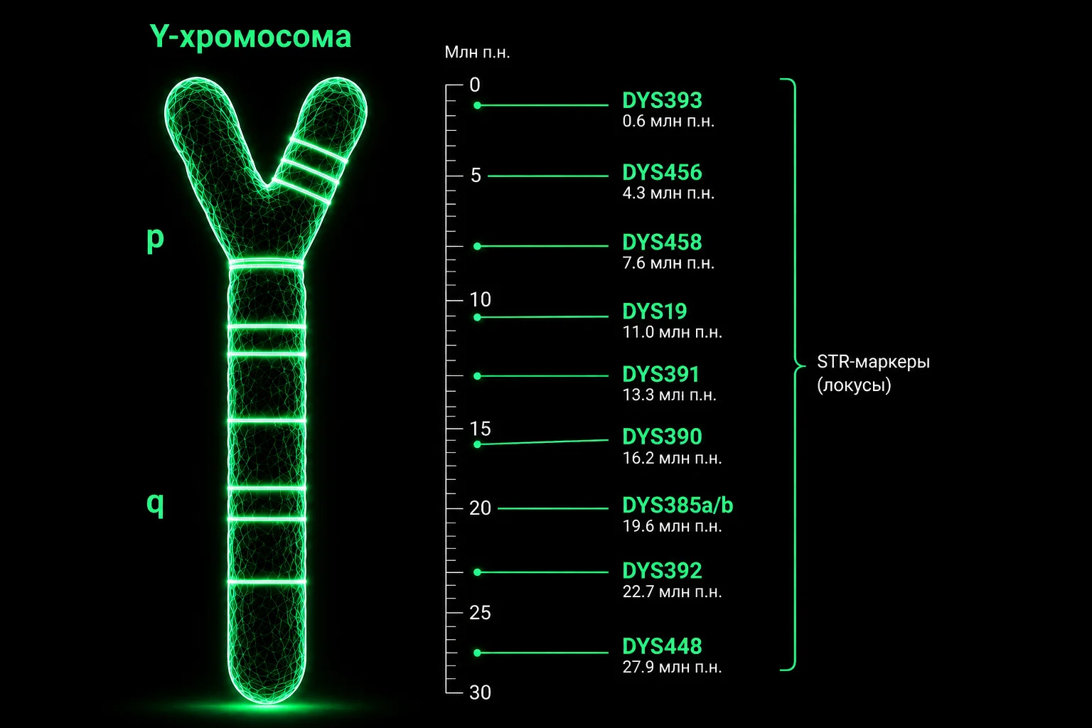 Y-хромосома с STR-маркерами