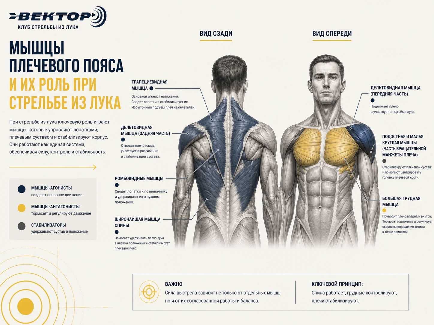 Анатомия мышц плечевого пояса лучника: трапеция, дельтовидная, ромбовидные, широчайшая — вид спереди и сзади